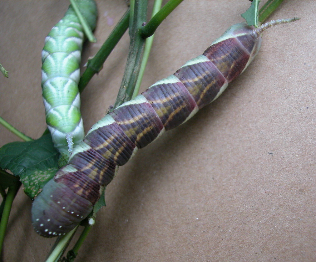 按此在新視窗瀏覽圖片