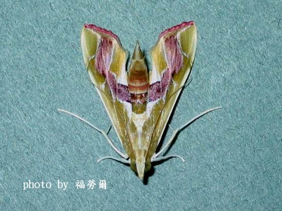 按此在新視窗瀏覽圖片