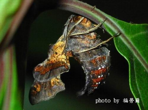 按此在新視窗瀏覽圖片