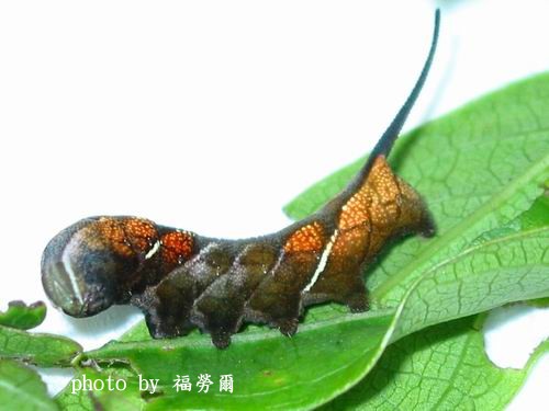 按此在新視窗瀏覽圖片