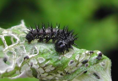 按此在新視窗瀏覽圖片