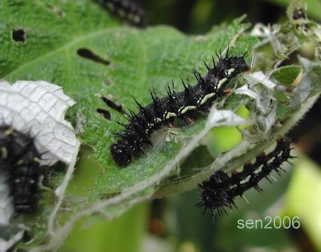 按此在新視窗瀏覽圖片