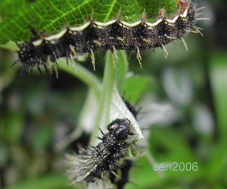 按此在新視窗瀏覽圖片