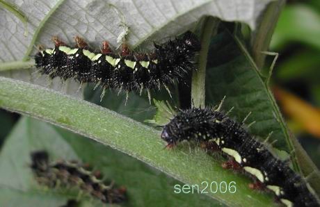 按此在新視窗瀏覽圖片