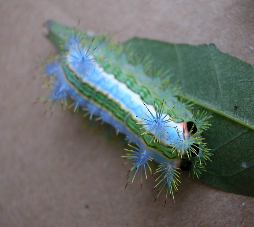 按此在新視窗瀏覽圖片