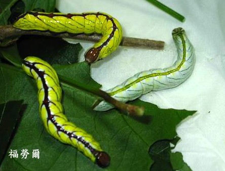 按此在新視窗瀏覽圖片