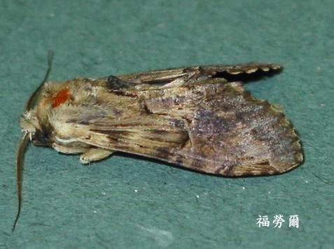 按此在新視窗瀏覽圖片