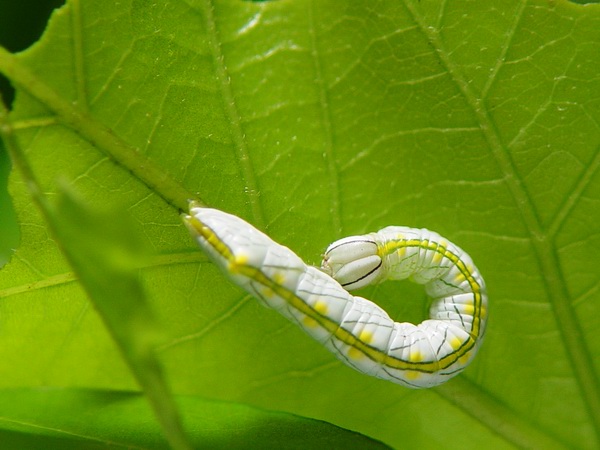 按此在新視窗瀏覽圖片