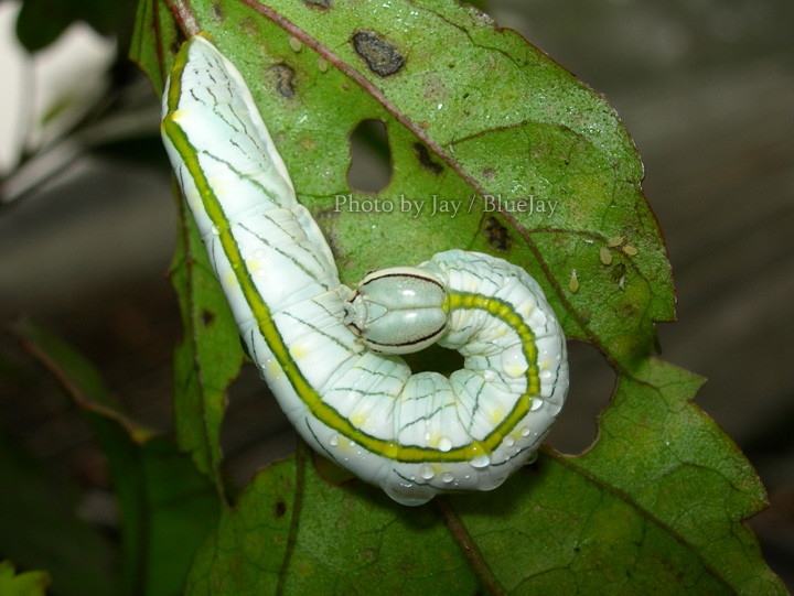 按此在新視窗瀏覽圖片