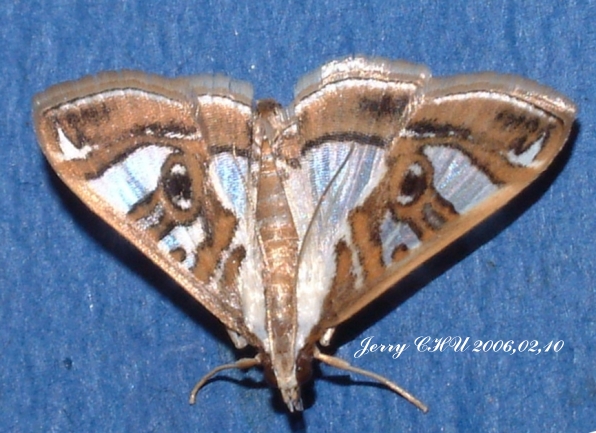 按此在新視窗瀏覽圖片