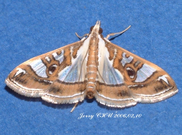 按此在新視窗瀏覽圖片