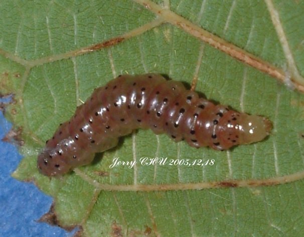 按此在新視窗瀏覽圖片