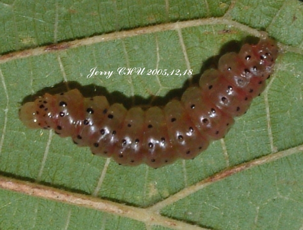 按此在新視窗瀏覽圖片