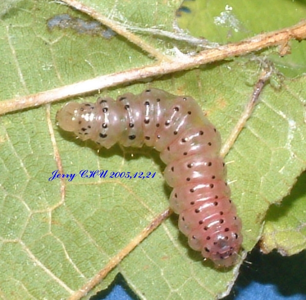 按此在新視窗瀏覽圖片