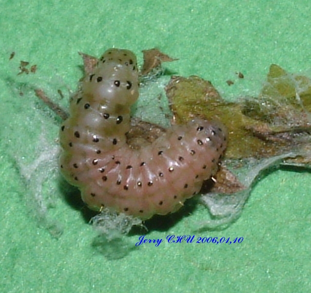 按此在新視窗瀏覽圖片