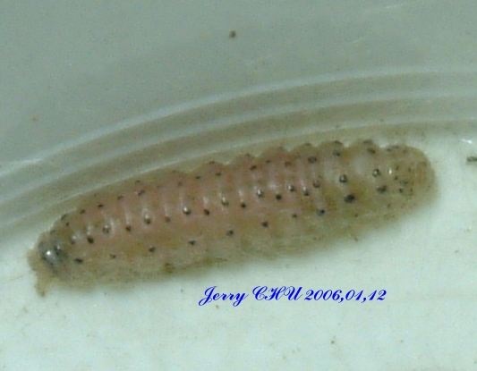 按此在新視窗瀏覽圖片