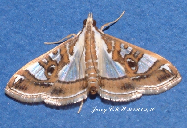 按此在新視窗瀏覽圖片