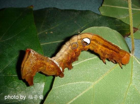 按此在新視窗瀏覽圖片