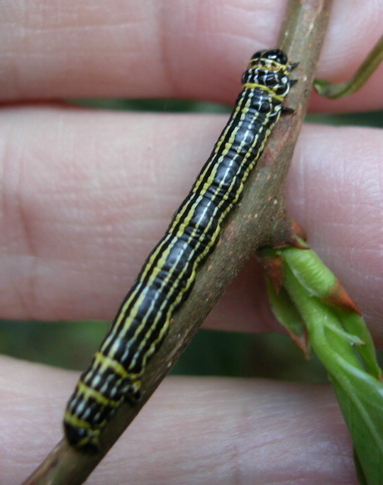 按此在新視窗瀏覽圖片