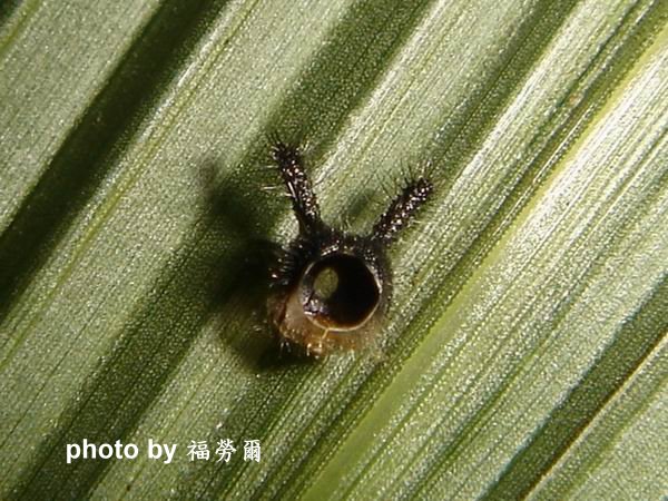 按此在新視窗瀏覽圖片