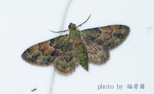 按此在新視窗瀏覽圖片