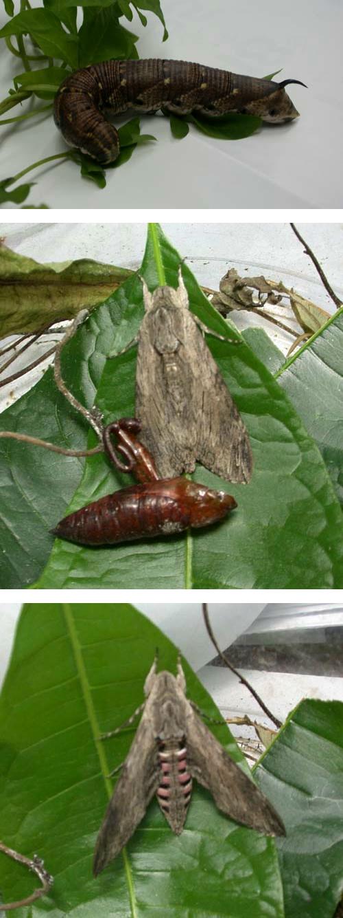 按此在新視窗瀏覽圖片