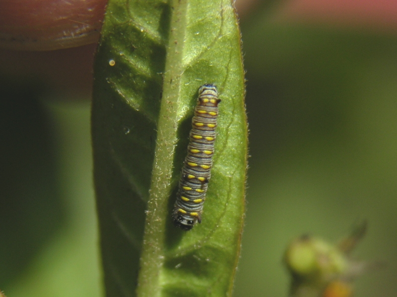 按此在新視窗瀏覽圖片