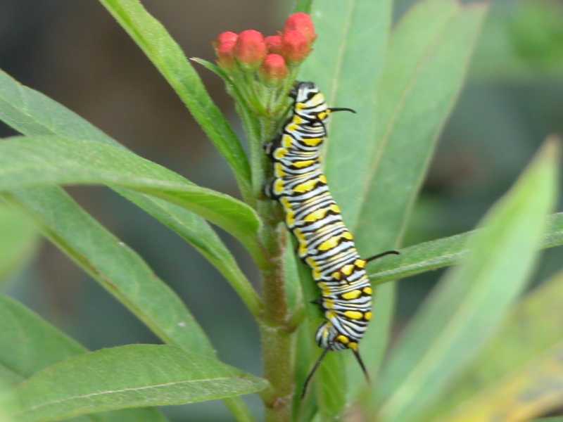 按此在新視窗瀏覽圖片