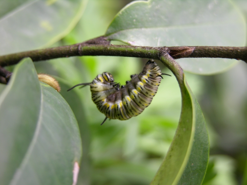 按此在新視窗瀏覽圖片