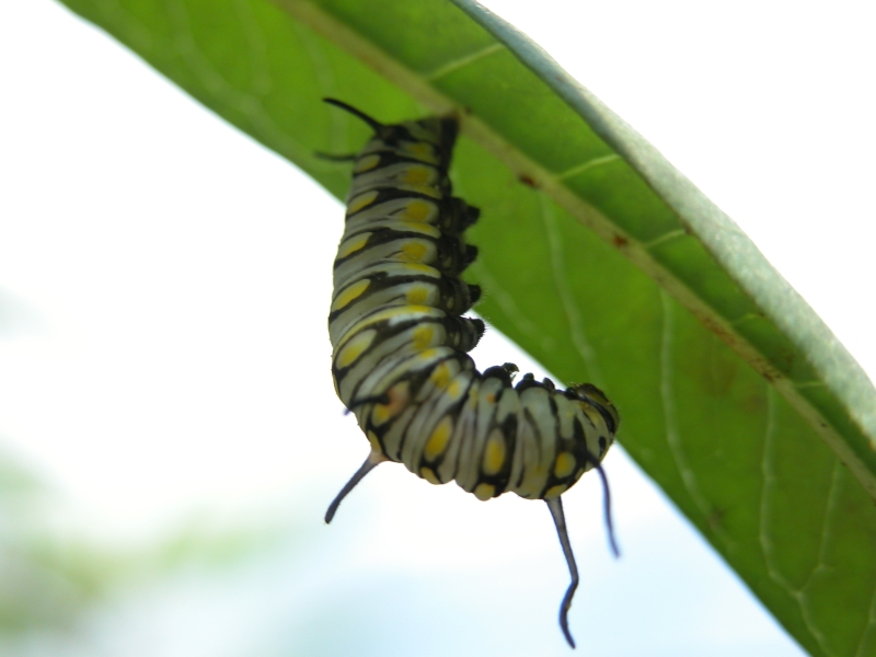 按此在新視窗瀏覽圖片