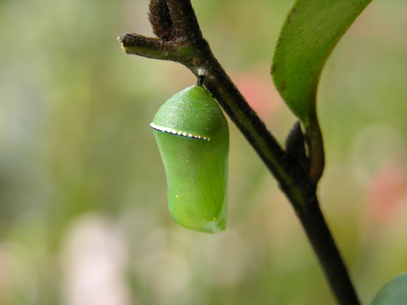按此在新視窗瀏覽圖片