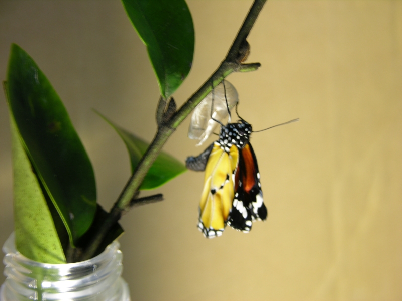 按此在新視窗瀏覽圖片