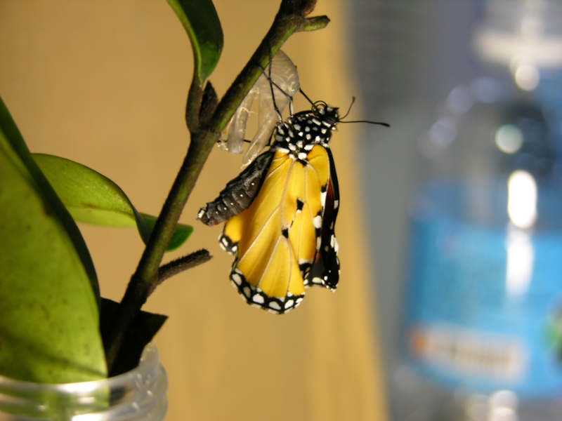 按此在新視窗瀏覽圖片