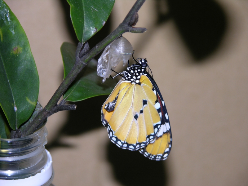 按此在新視窗瀏覽圖片