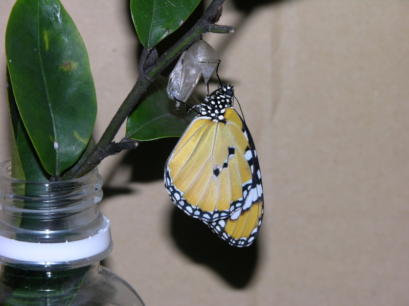 按此在新視窗瀏覽圖片