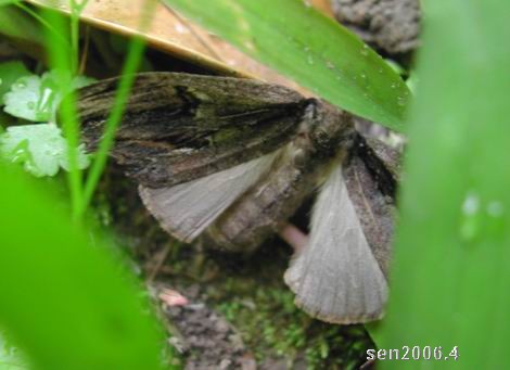 按此在新視窗瀏覽圖片