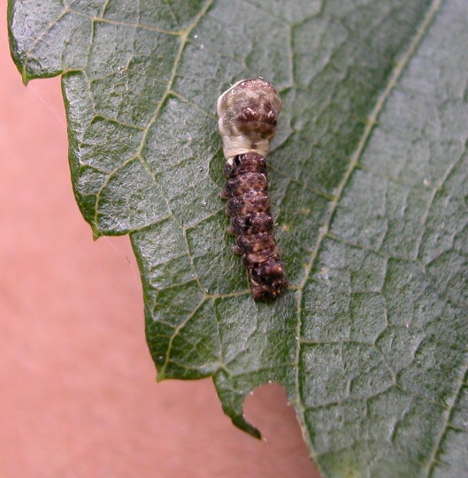 按此在新視窗瀏覽圖片