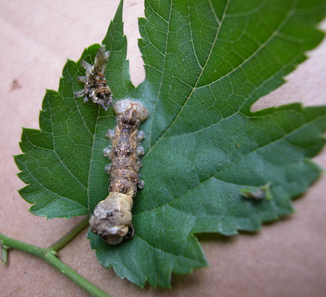 按此在新視窗瀏覽圖片