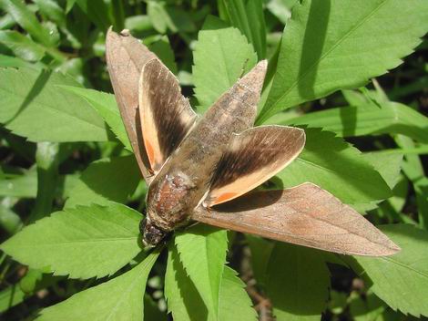 按此在新視窗瀏覽圖片