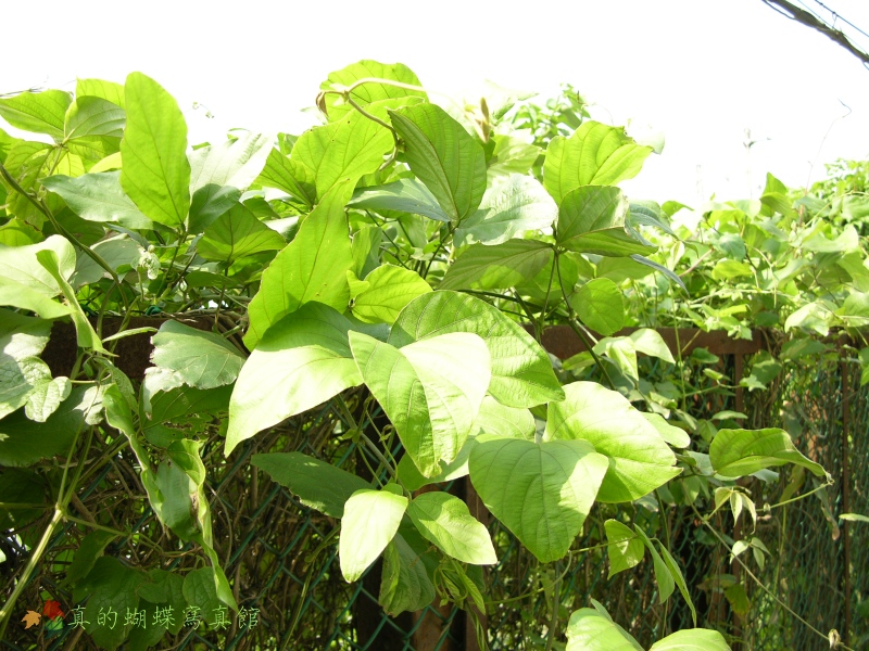 按此在新視窗瀏覽圖片