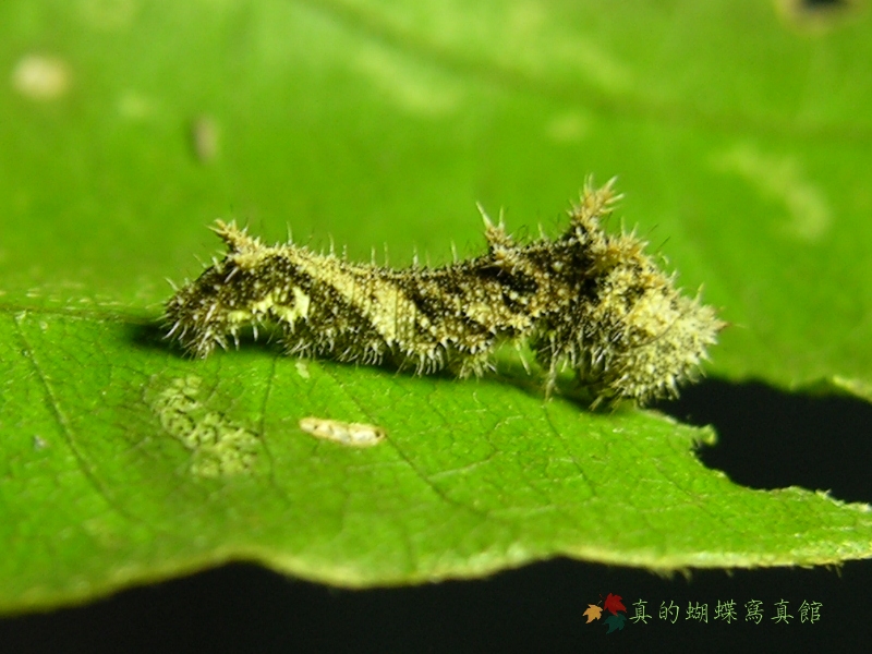 按此在新視窗瀏覽圖片