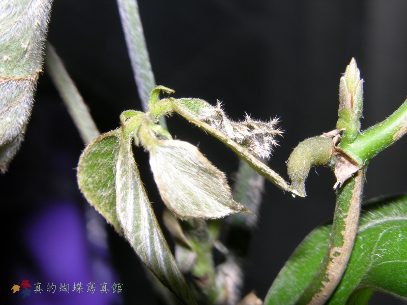 按此在新視窗瀏覽圖片