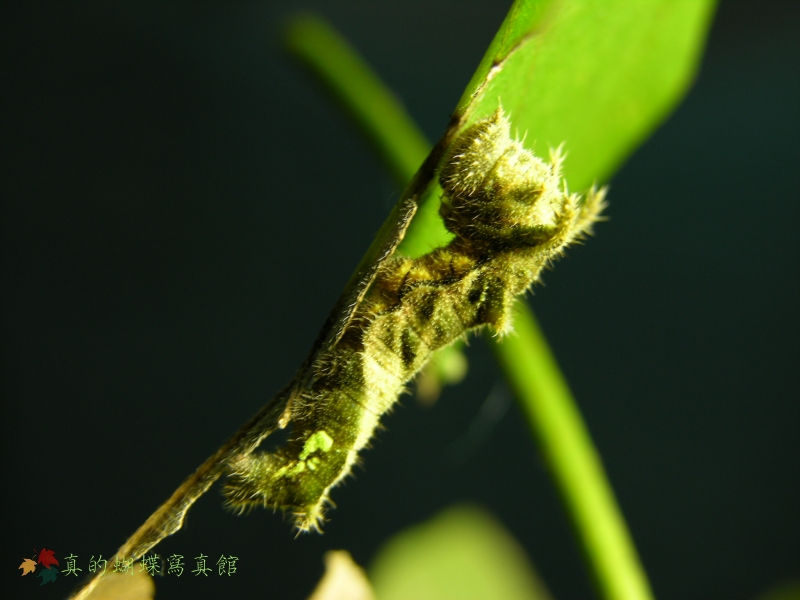 按此在新視窗瀏覽圖片