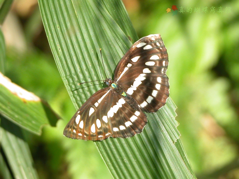 按此在新視窗瀏覽圖片