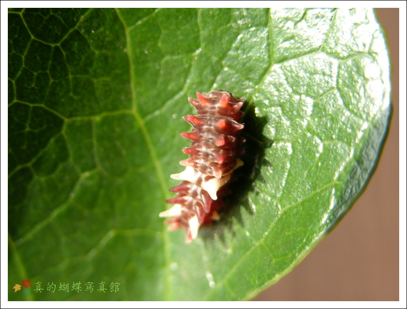 按此在新視窗瀏覽圖片