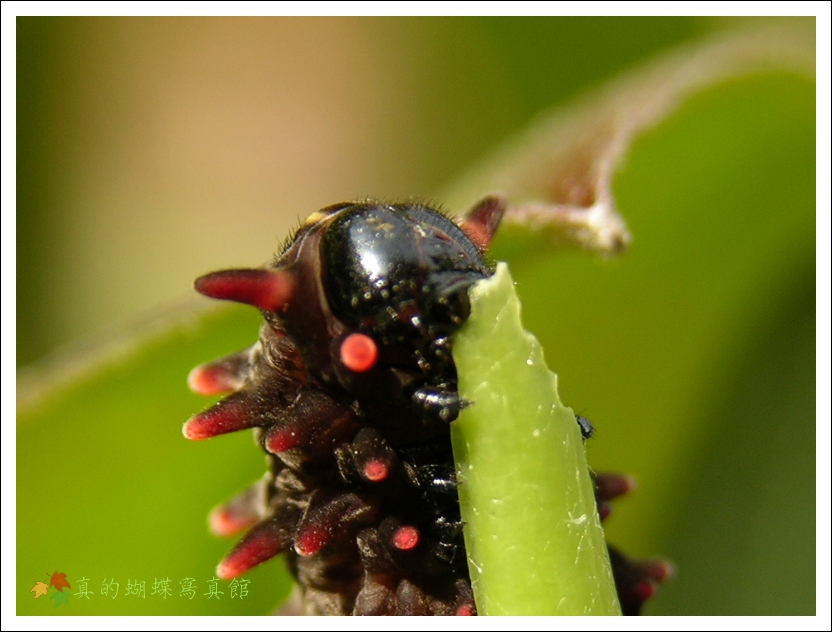 按此在新視窗瀏覽圖片