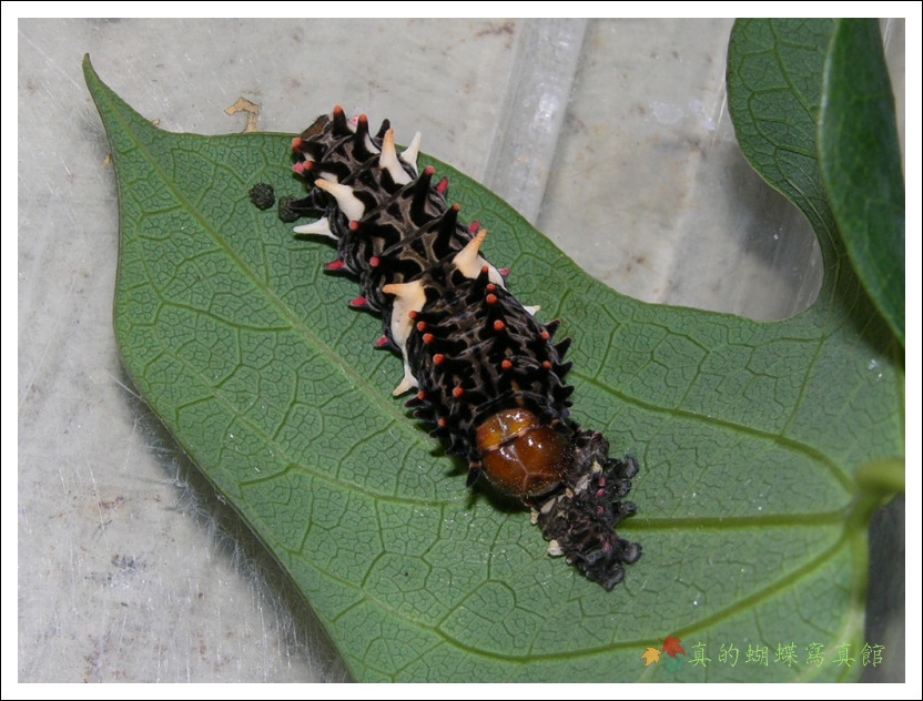按此在新視窗瀏覽圖片