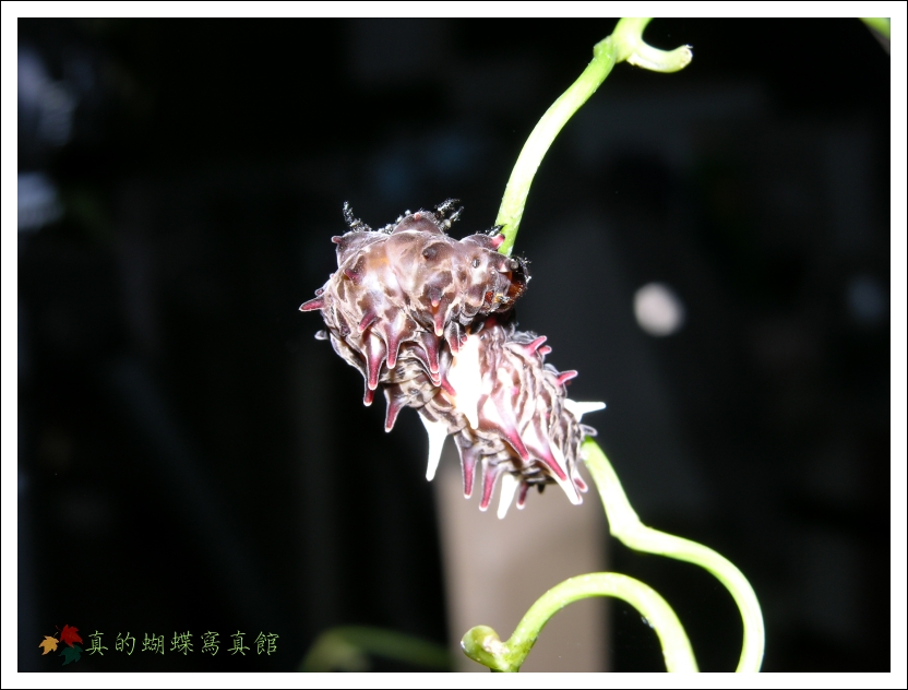 按此在新視窗瀏覽圖片