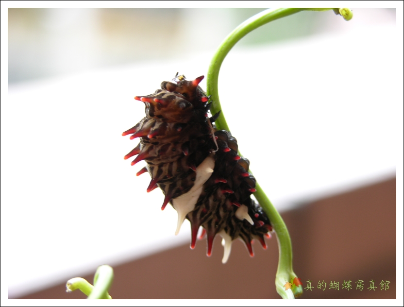 按此在新視窗瀏覽圖片