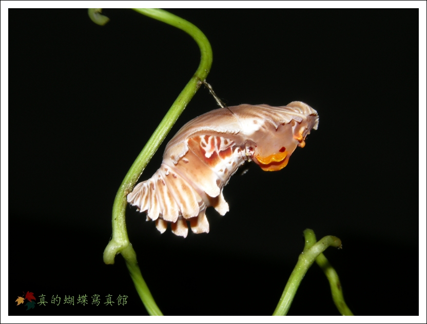 按此在新視窗瀏覽圖片